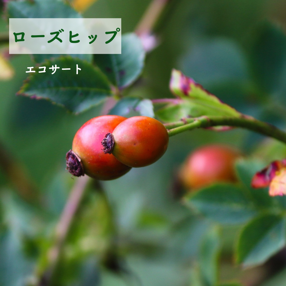 Pure - Light of Love | 愛の光