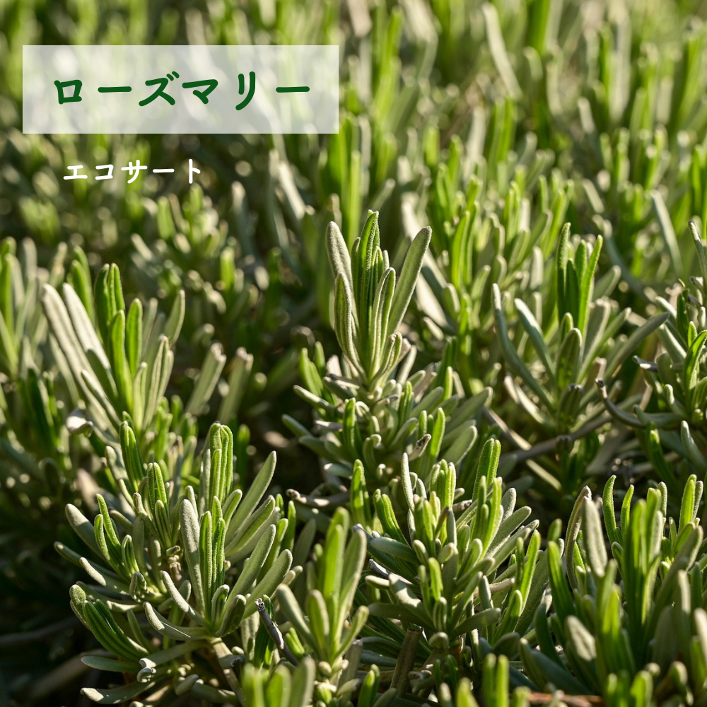 No3 Kira 輝きの光(第3チャクラ)