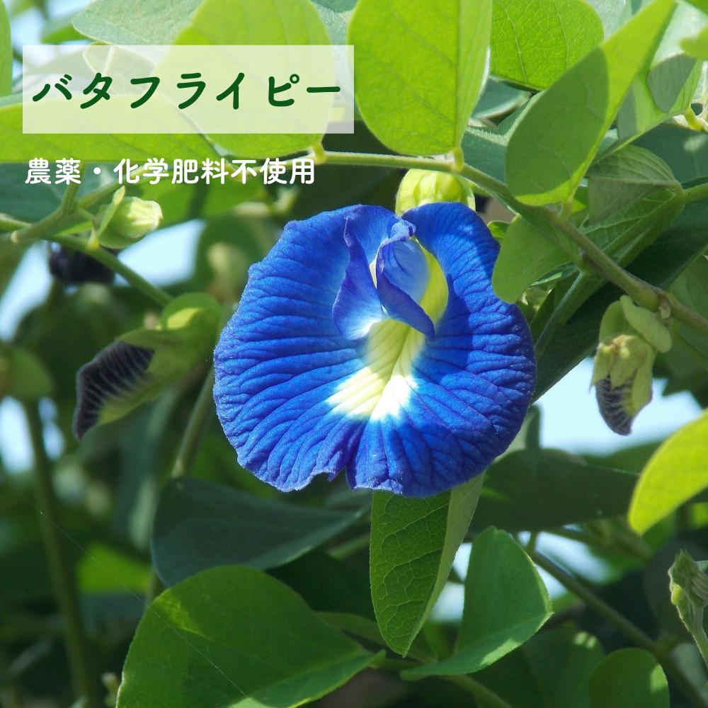 No6 Rin 目覚めの光(第6チャクラ)