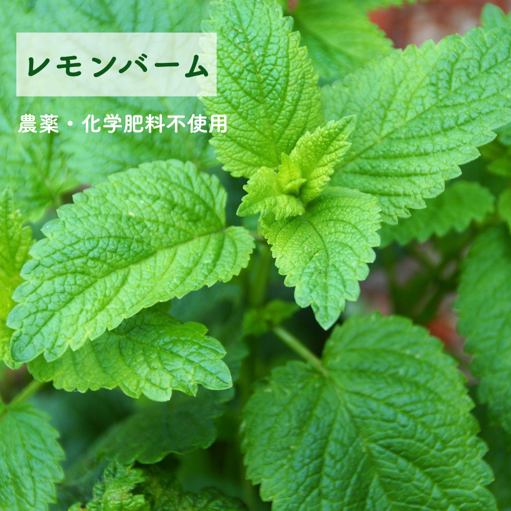 No4 Yui 調和の光(第4チャクラ)