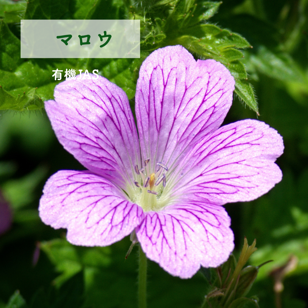 No5 Neiro 響きの光(第5チャクラ)