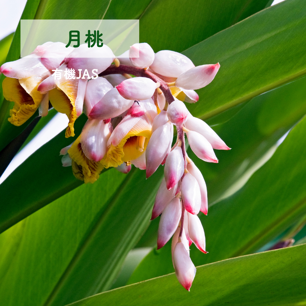 No5 Neiro 響きの光(第5チャクラ)