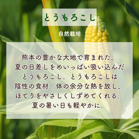 【夏限定】Hinata-陽だまりの光-