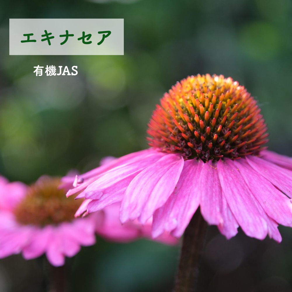 No1 Minamoto  大地の光(第1チャクラ)