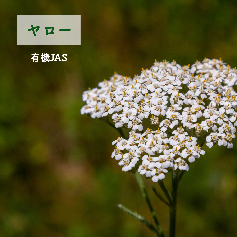 Pure -  Light of Love | 愛の光