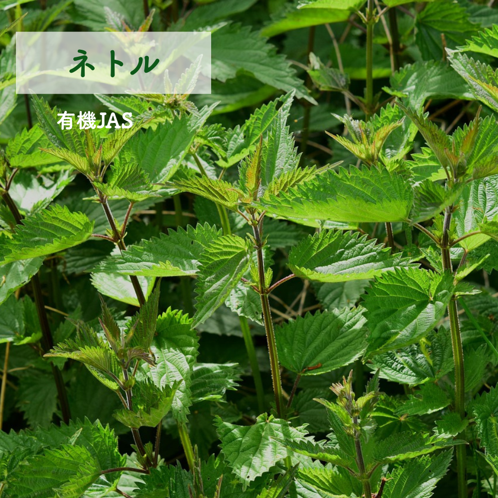 No1 Minamoto  大地の光(第1チャクラ)