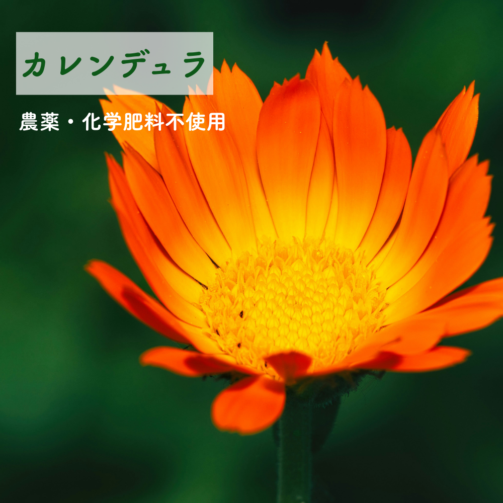 No3 Kira 輝きの光(第3チャクラ)