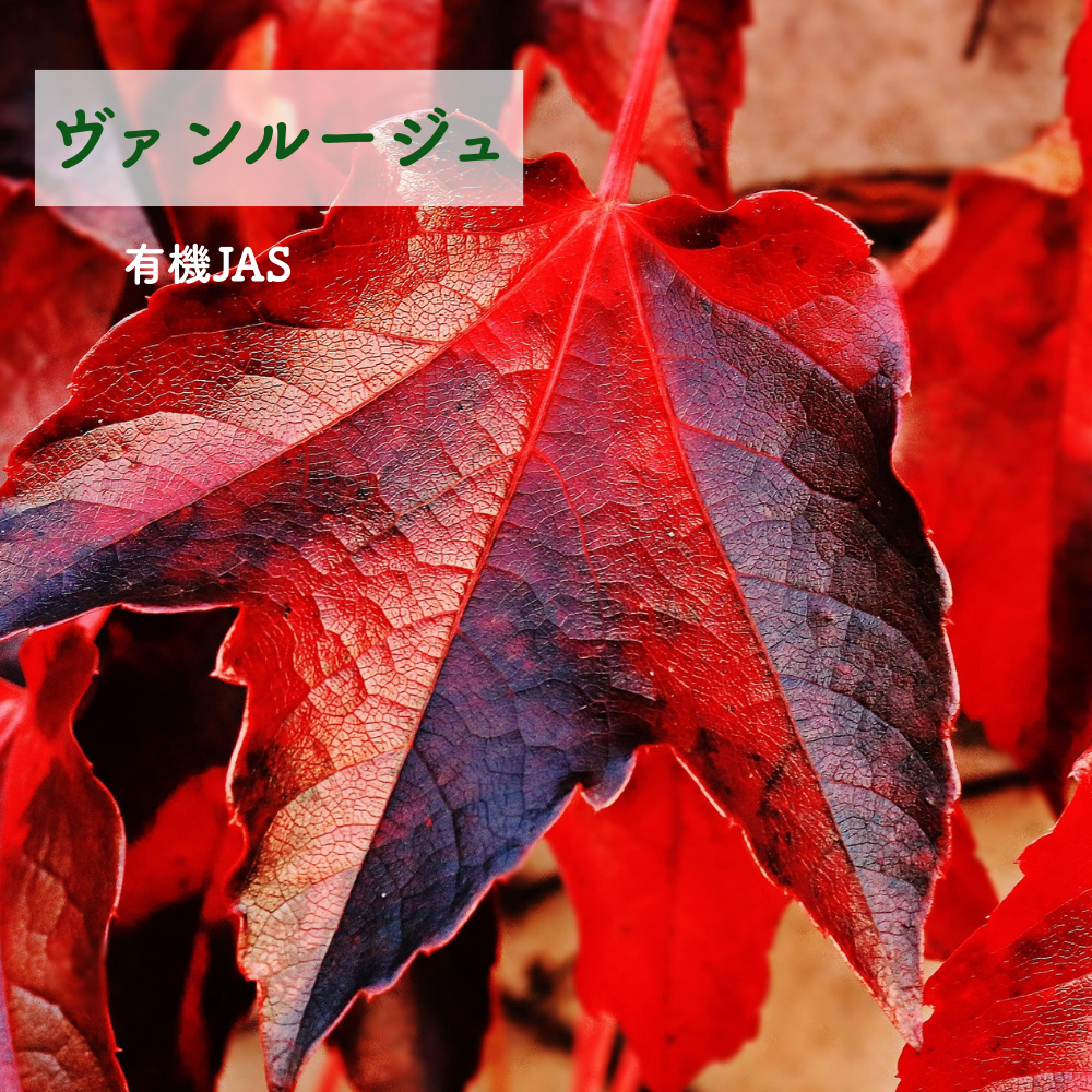 No2 Mai 喜びの光(第2チャクラ)