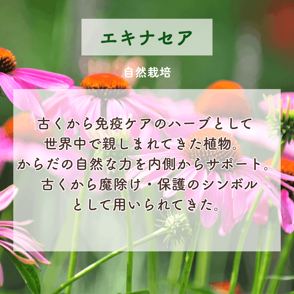 No. 1 Minamoto - Light of the Earth (1st Chakra)