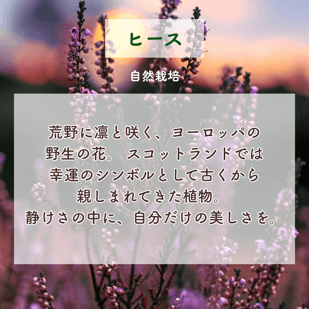 No2 Mai 喜びの光(第2チャクラ)