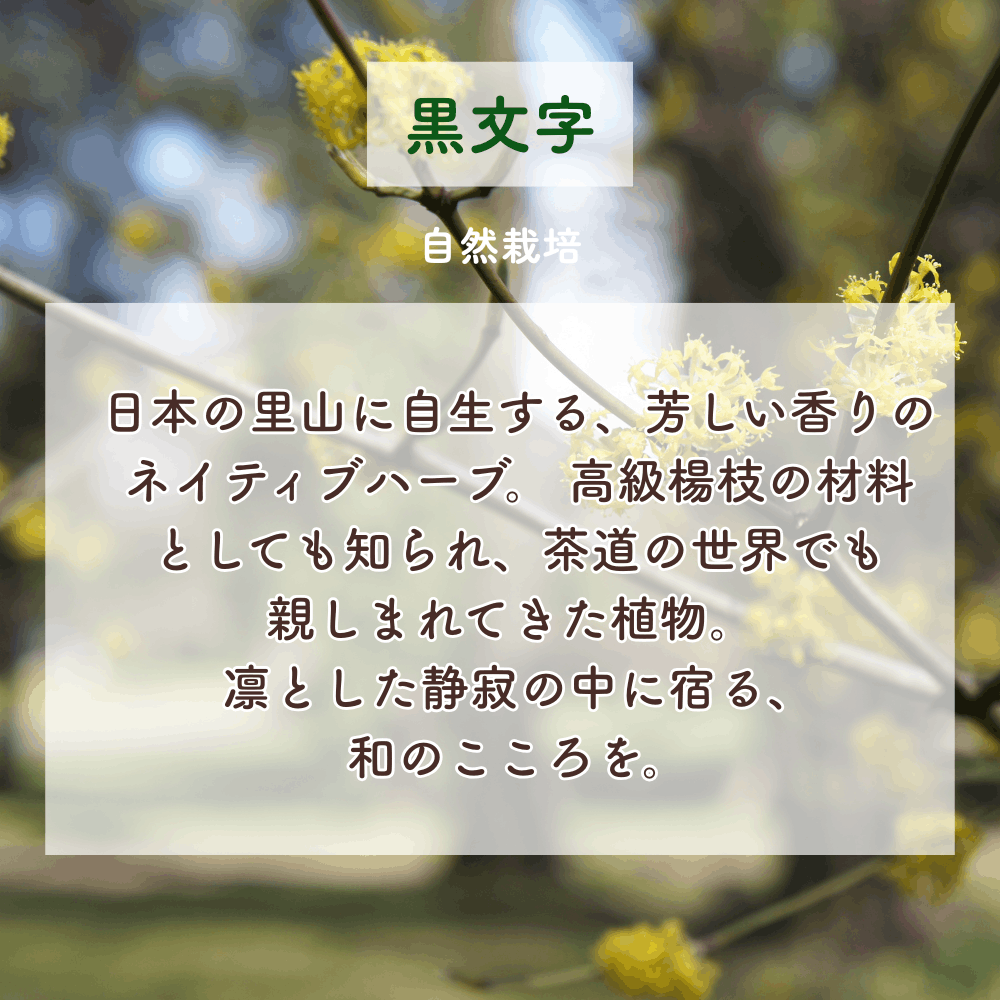 No6 Rin 目覚めの光(第6チャクラ)