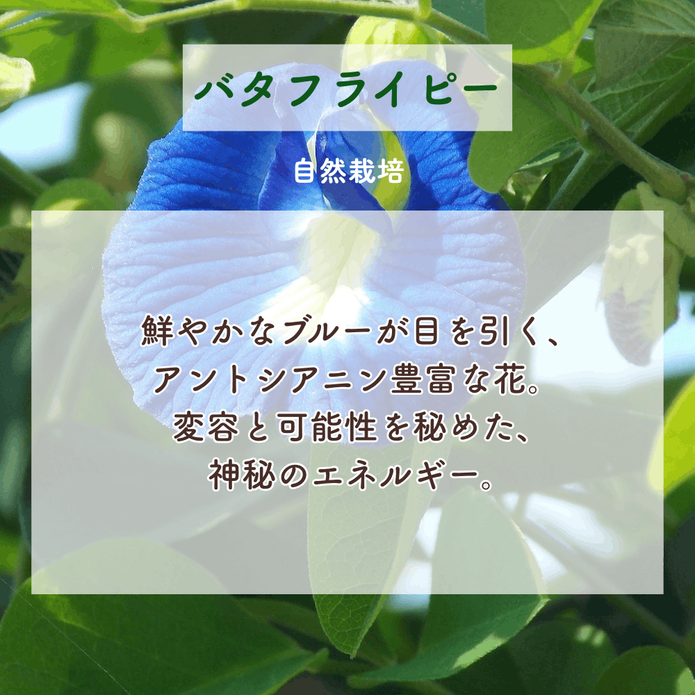 No6 Rin 目覚めの光(第6チャクラ)