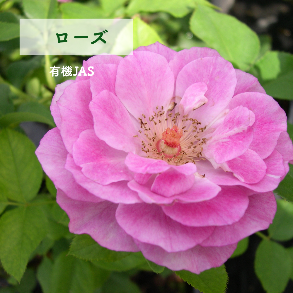 Pure -  Light of Love | 愛の光